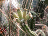 Rauhocereus riosaniensis