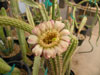 Rauhocereus riosaniensis