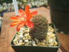 Rebutia ritteri