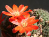 Rebutia spegazziniana