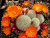 Rebutia spinosissima