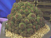 Rebutia steinbachii