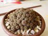 Rebutia steinbachii