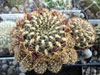 Rebutia steinbachii