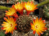 Rebutia steinbachii