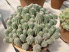 Rebutia steinmannii