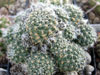 Rebutia steinmannii