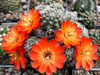 Rebutia steinmannii