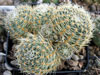 Rebutia steinmannii