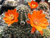 Rebutia steinmannii