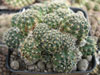 Rebutia steinmannii