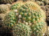 Rebutia tarijensis