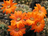 Rebutia tarijensis