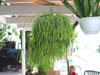 Rhipsalis teres