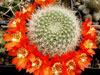 Rebutia wessneriana