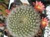 Rebutia xanthocarpa