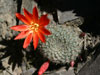 Rebutia xanthocarpa