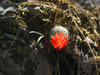 Rebutia xanthocarpa