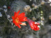 Rebutia xanthocarpa