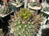 Sclerocactus brevihamatus