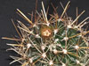 Sclerocactus brevihamatus