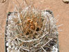 Sclerocactus brevihamatus