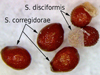 Strombocactus corregidorae