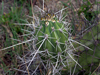 Stetsonia coryne