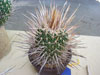 Stenocactus crispatus