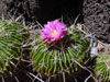 Stenocactus crispatus