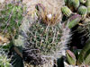 Stenocactus crispatus