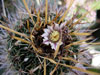 Stenocactus crispatus