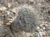 Strombocactus disciformis