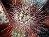 Sclerocactus havasupaiensis