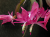 Schlumbergera truncata