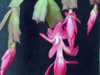 Schlumbergera truncata