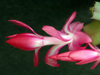 Schlumbergera truncata