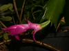 Schlumbergera kautskyi