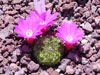 Rebutia mentosa