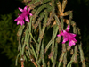 Schlumbergera microsphaerica