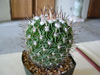 Stenocactus multicostatus