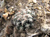 Sclerocactus nyensis