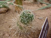 Stenocactus ochoterenanus