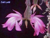 Schlumbergera orssichiana