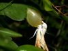 Schlumbergera orssichiana