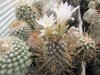 Sclerocactus papyracanthus