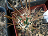 Sclerocactus papyracanthus