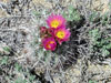 Sclerocactus parviflorus