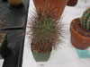 Sclerocactus havasupaiensis