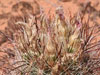 Sclerocactus parviflorus